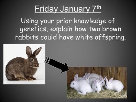 Friday January 7 th Using your prior knowledge of genetics, explain how two brown rabbits could have white offspring. 1.