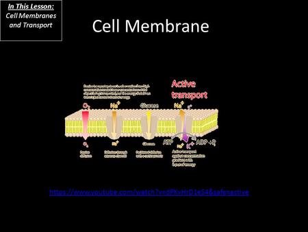 Cell Membrane In This Lesson: Cell Membranes and Transport https://www.youtube.com/watch?v=dPKvHrD1eS4&safe=active.