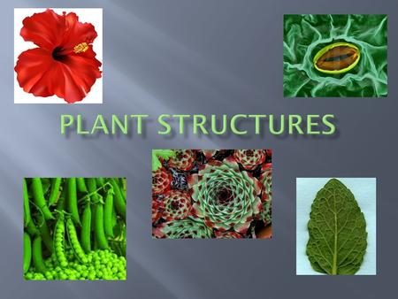 Plant Structures.