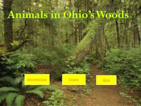 IntroductionLesson Quiz Grade Level : Preschool Objective : Students will recognize animals in Ohio’s woods by appearance Subject Area : Animals in Ohio’s.