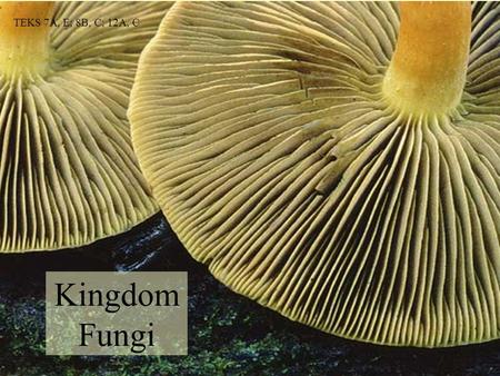 TEKS 7A, E; 8B, C; 12A, C Kingdom Fungi.