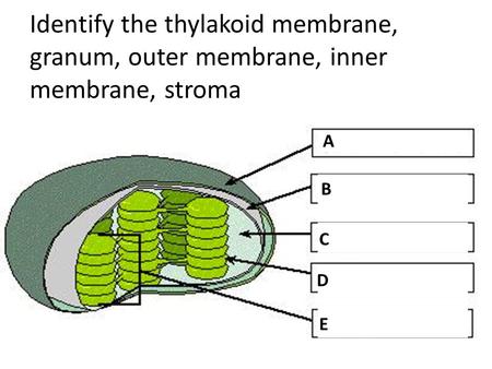 Identify the thylakoid membrane, granum, outer membrane, inner membrane, stroma A B C D E.