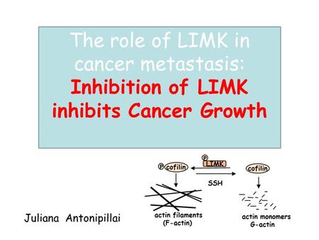 The role of LIMK in cancer metastasis: Inhibition of LIMK inhibits Cancer Growth Juliana Antonipillai.