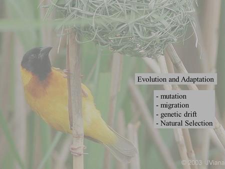 Evolution and Adaptation - mutation - migration - genetic drift - Natural Selection.