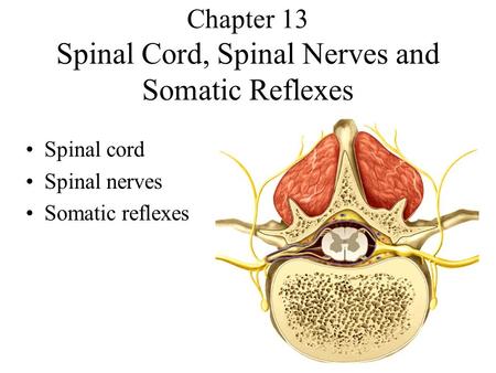 Chapter 13 Spinal Cord, Spinal Nerves and Somatic Reflexes