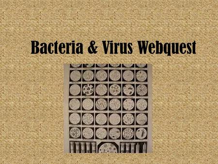 Bacteria & Virus Webquest. Microscope History Go to  s.about.com/o d/mstartinventi ons/a/microsco pes.htm  s.about.com/o.