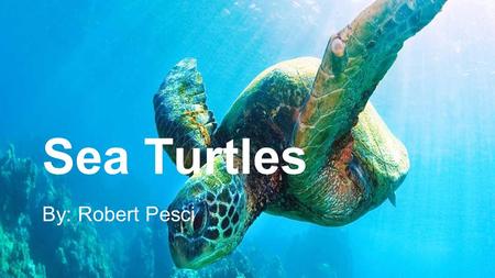 Sea Turtles By: Robert Pesci. Kingdom Kingdom: Animalia Phylum: Chordata Class: Reptilia Order: Testudines Suborder: Cryptodira Clade:Panchelonioidea.