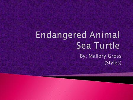 By: Mallory Gross (Styles)  Sea Turtles live in warm waters all throughout the world.