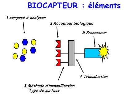 BIOCAPTEUR : éléments 1 composé à analyser 2 Récepteur biologique