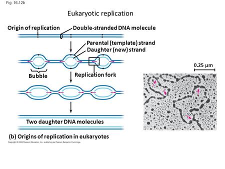 Fig. 16-12b 0.25 µm Origin of replicationDouble-stranded DNA molecule Parental (template) strand Daughter (new) strand Bubble Replication fork Two daughter.