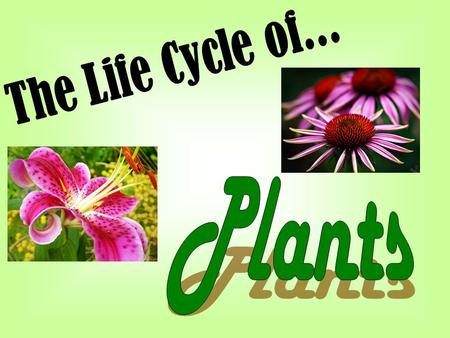 The Life Cycle of... Plants.