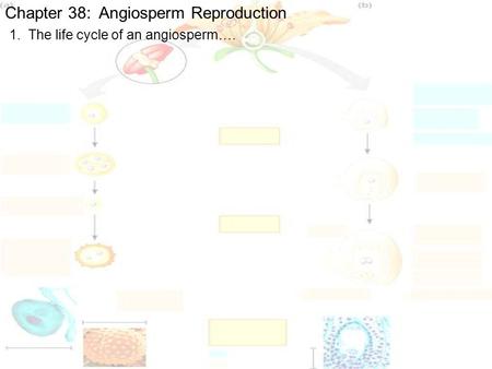 Chapter 38: Angiosperm Reproduction