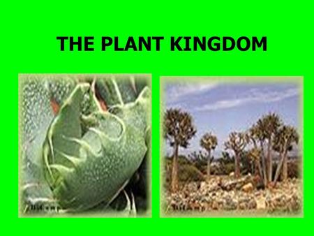 THE PLANT KINGDOM. 7 Basic needs of plants: * temperature *light *water *air *nutrients *time *room to grow.