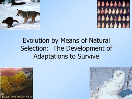 Slide # 2 Important Vocabulary 1. Adaptation: physical or behavioral trait that helps an individual survive & reproduce in its environment. Makes them.