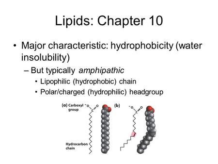 Lipids: Chapter 10 Major characteristic: hydrophobicity (water insolubility) –But typically amphipathic Lipophilic (hydrophobic) chain Polar/charged (hydrophilic)