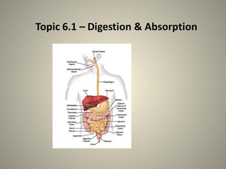 Topic 6.1 – Digestion & Absorption