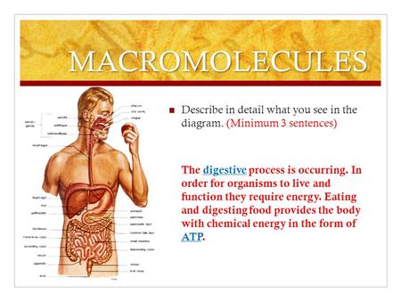 MACROMOLECULES Describe in detail what you see in the diagram. (Minimum 3 sentences) The digestive process is occurring. In order for organisms to live.
