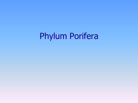 Phylum Porifera. Porifera Characteristics Freshwater and marine Simplest of all animals Asymmetrical No systems for repro, digestion, respiration, sensory,