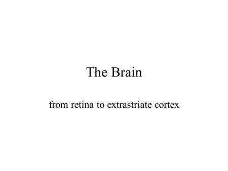 The Brain from retina to extrastriate cortex. Neural processing responsible for vision photoreceptors retina –bipolar and horizontal cells –ganglion cells.