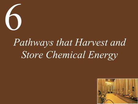 Pathways that Harvest and Store Chemical Energy