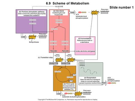 Copyright © The McGraw-Hill Companies, Inc. Permission required for reproduction or display. 6.9 Scheme of Metabolism Slide number 1 CO 2 GLUCOSE (f) Fermentation.