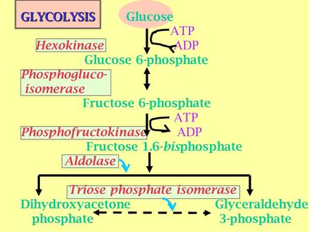 GLYCOLYSIS Glucose ATP Hexokinase ADP Glucose 6-phosphate