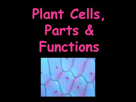 Plant Cells, Parts & Functions. In order for cells to perform their functions, they must have energy.
