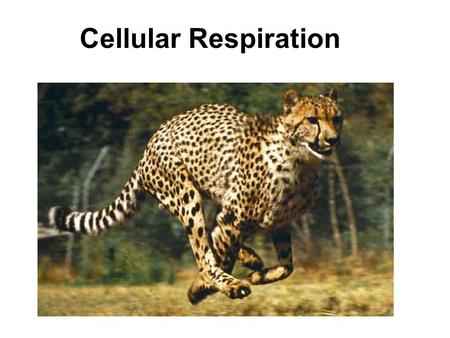 Cellular Respiration. CATABOLISM “ENTROPY” ENERGY FOR: ANABOLISMWORK Chemical Potential Energy.