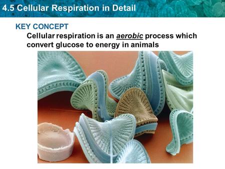 Equation for cellular respiration