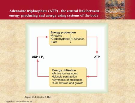 Copyright © 2006 by Elsevier, Inc. Adenosine triphosphate (ATP) - the central link between energy-producing and energy-using systems of the body Figure.