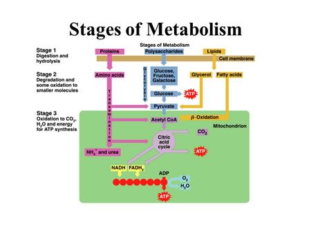 Stages of Metabolism.