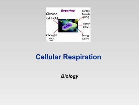 Cellular Respiration Biology.