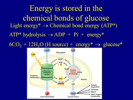 Energy is stored in the chemical bonds of glucose