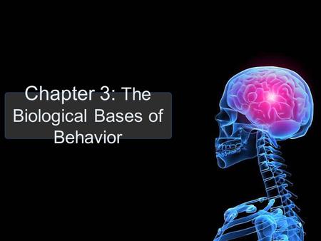 1 Chapter 3: The Biological Bases of Behavior. 2 Communication in the Nervous System Hardware: 1) Glia: structural support and insulation (Glue) 2) Neurons: