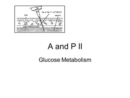 A and P II Glucose Metabolism. 120 grams of glucose / day = 480 calories.