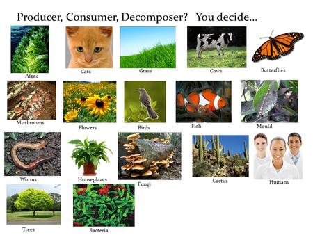 Producer, Consumer, Decomposer? You decide…