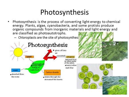 Photosynthesis Photosynthesis is the process of converting light energy to chemical energy. Plants, algae, cyanobacteria, and some protists produce organic.