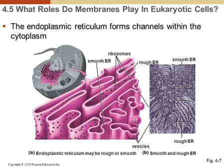 Copyright © 2009 Pearson Education Inc. 4.5 What Roles Do Membranes Play In Eukaryotic Cells?  The endoplasmic reticulum forms channels within the cytoplasm.