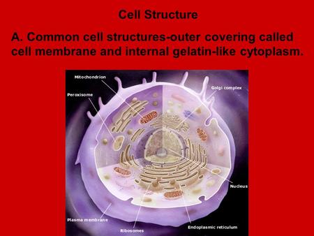 Cell Structure A. Common cell structures-outer covering called cell membrane and internal gelatin-like cytoplasm.