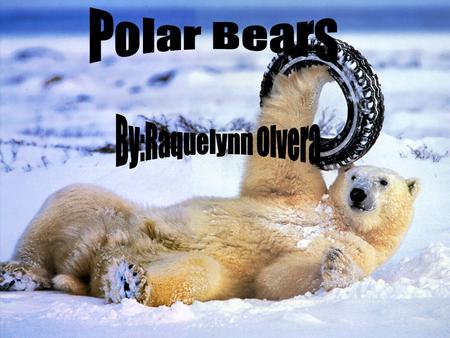 A polar bears fur is thicker than any other bear’s it’s fur even covers their feet for warmth. Polar bear have small ears and a small tail to keep in.