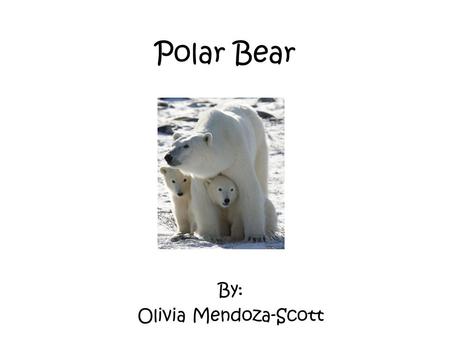 Polar Bear By: Olivia Mendoza-Scott.
