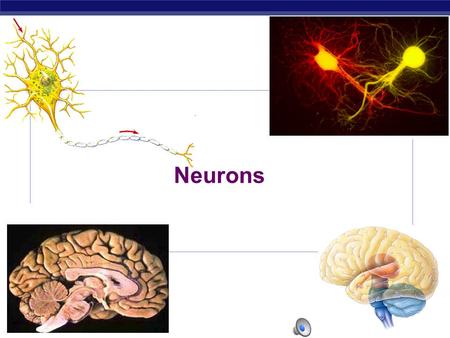 AP Biology 2007-2008 Neurons AP Biology Why do animals need a nervous system?  What characteristics do animals need in a nervous system?  fast  accurate.