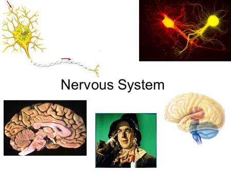 Nervous System The Excitable Cell Can be stimulated to create a tiny electric current – Muscle and nerves Why electricity? – Fast, energy efficient,