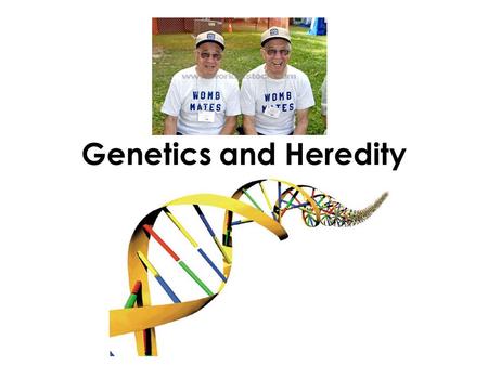 Genetics and Heredity. Genetics Genetics is the study of heredity It looks at understanding the biological properties that are transmitted from parent.