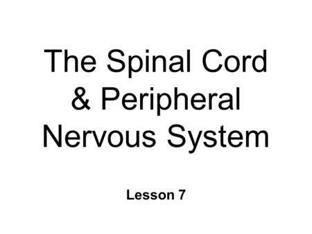 The Spinal Cord & Peripheral Nervous System Lesson 7.