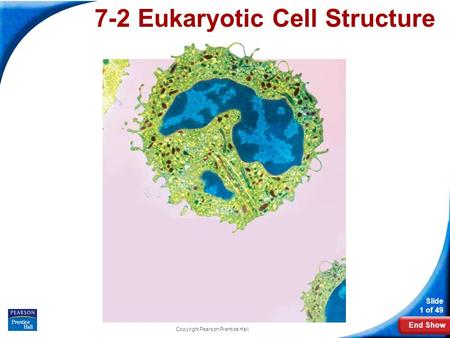 End Show Slide 1 of 49 Copyright Pearson Prentice Hall 7-2 Eukaryotic Cell Structure.