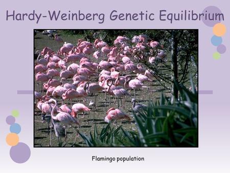 Hardy-Weinberg Genetic Equilibrium Flamingo population.