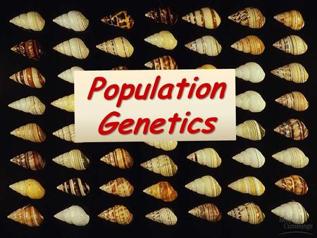 1 1 Population Genetics. 2 2 The Gene Pool Members of a species can interbreed & produce fertile offspring Species have a shared gene pool Gene pool –