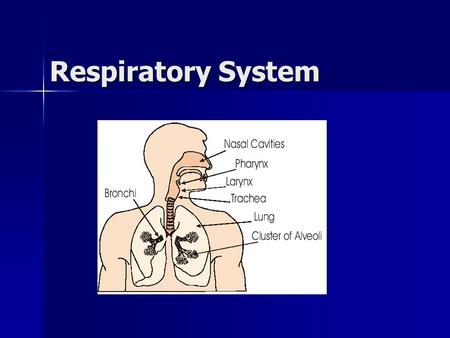 Respiratory System. Respiratory system/functions Nose: air enters Nose: air enters –Hairs block or trap dust and unwanted objects Nasal passage: warms.