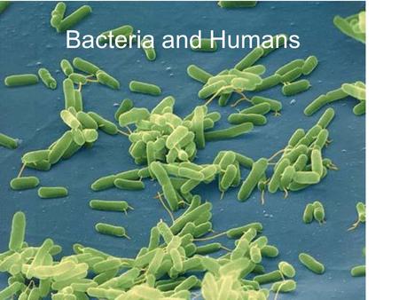 Bacteria and Humans. Describe the ways that bacteria can cause disease in humans Specify how antibiotic resistance has come about, and describe ways that.
